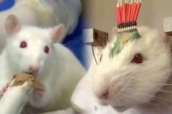 Особенности политического процесса: депутатов забросали крысами (ВИДЕО) | Русская весна