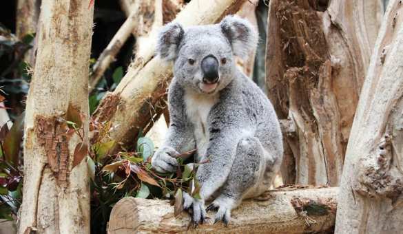 Животные-оракулы в мире спорта (ВИДЕО) | Русская весна