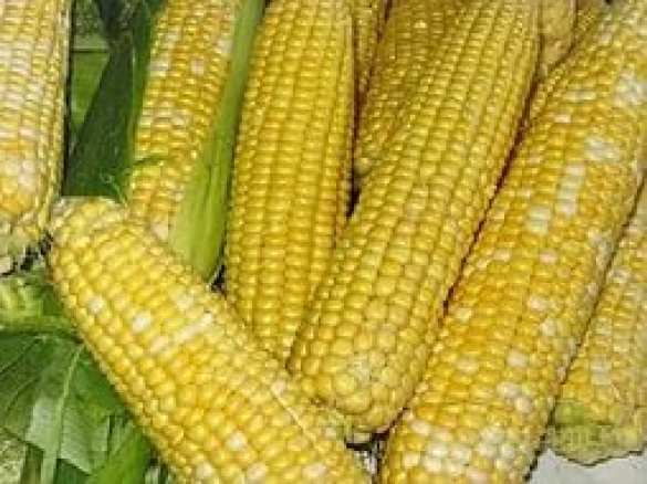 Россия может запретить импорт кукурузы из США | Русская весна