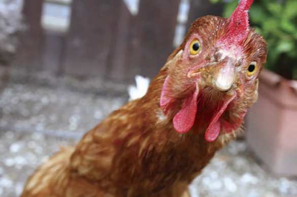 Голландцам не нравятся украинские куры | Русская весна