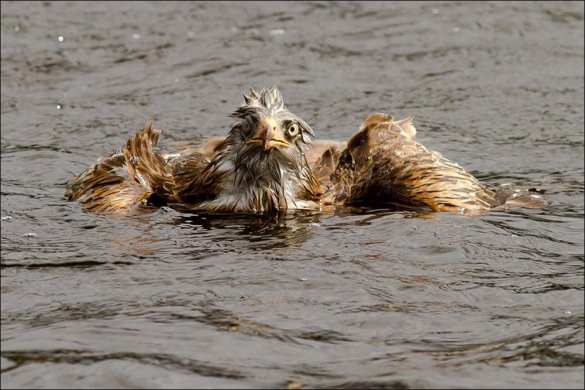 «Задыхающиеся цыплята» из США летят на Украину (ФОТО) | Русская весна