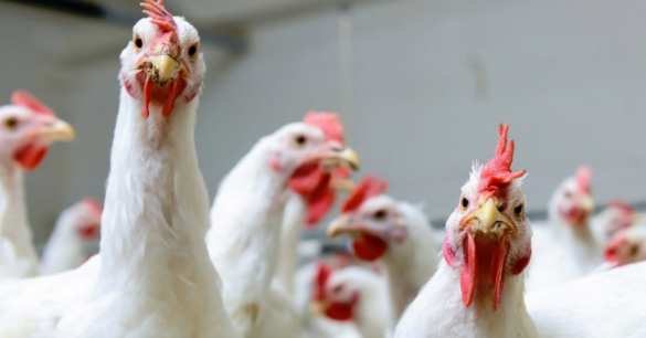 «Куриное» ДТП на Украине: птицы из перевернувшейся фуры вырвались на свободу (ФОТО) | Русская весна