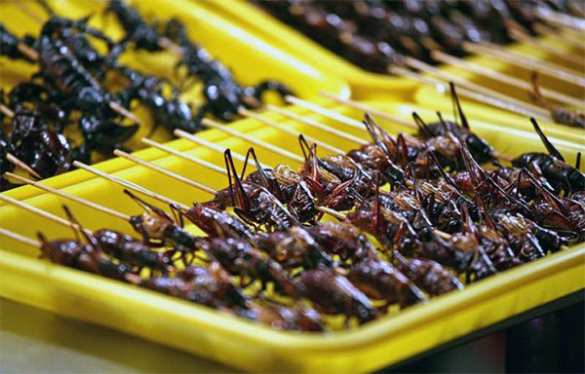 Украинские АТОшники вынуждены питаться кузнечиками (ВИДЕО) | Русская весна