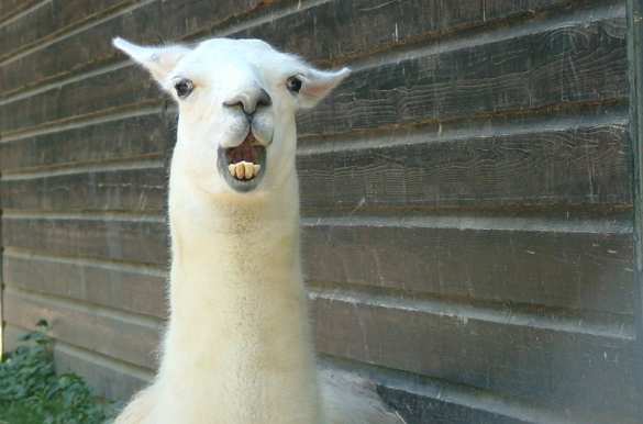 В России может появиться новый вид мяса | Русская весна