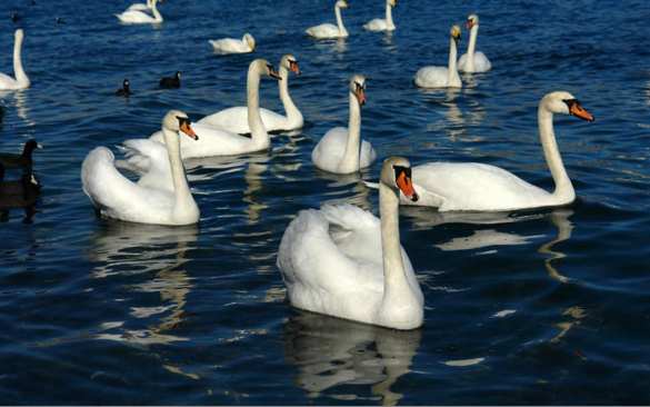 В Винницкой области Украины расстреляли лебединую стаю | Русская весна