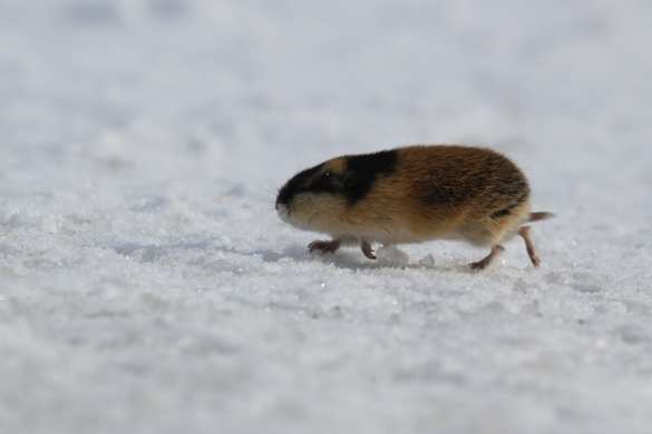 Украина собралась осваивать Арктику | Русская весна