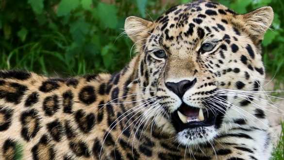 В нацпарке Приморья леопард Валера накормил ворона, орла и куниц (ВИДЕО) | Русская весна