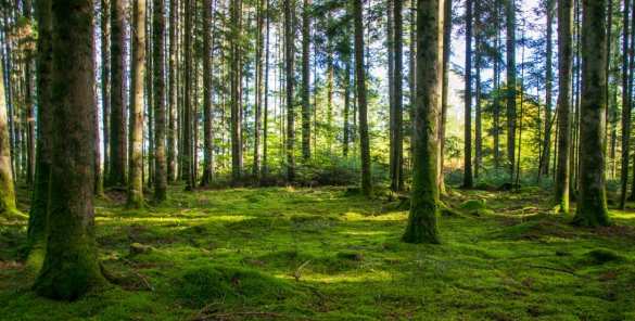 Элитный жилой комплекс с «вертикальным лесом» превратился в декорацию к фильму-катастрофе (ФОТО) | Русская весна