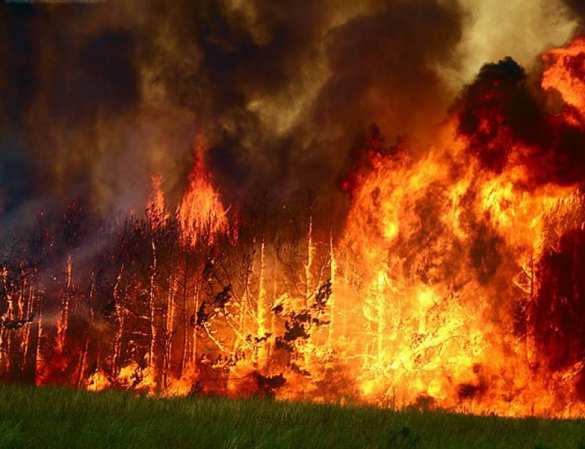 Сильный пожар в заминированном лесу у Станицы Луганской, тракторист подорвался на снаряде | Русская весна