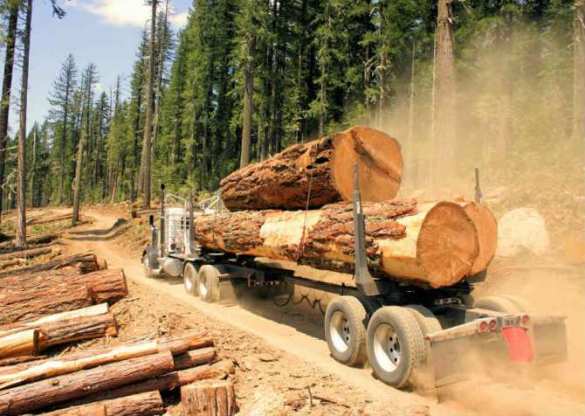 Украина останется без леса, но зато с астрономическим долгом, — мнение | Русская весна