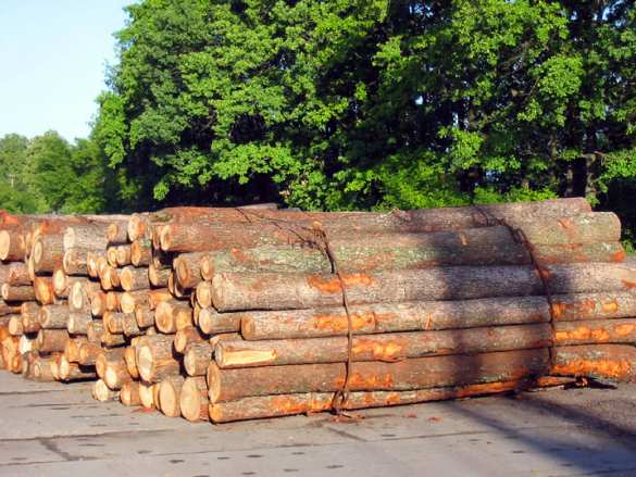 СК России не обнаружил рабов на лесопилке под Иркутском | Русская весна