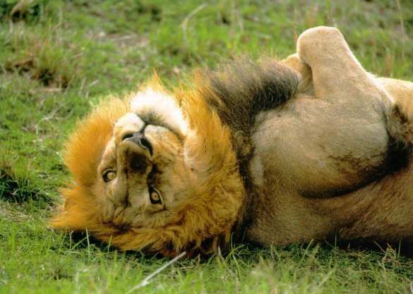 Их нравы: Датский зоопарк приглашает детей посмотреть на вскрытие льва | Русская весна