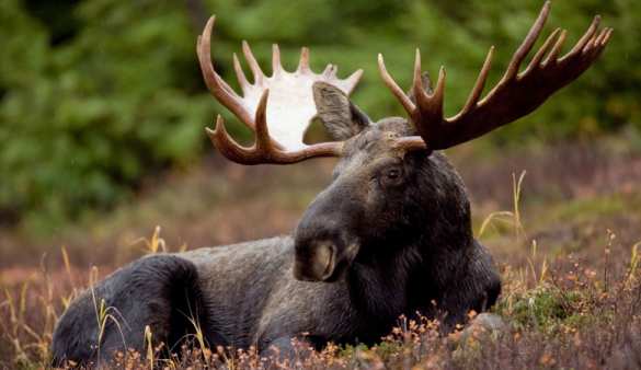 В России построили «зеленый мост» для животных (ФОТО) | Русская весна