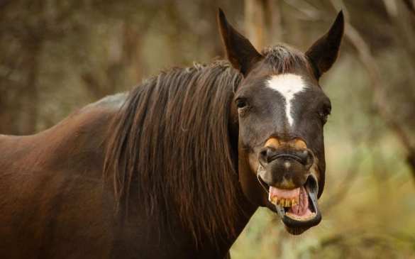 «Попал под лошадь...» — на Украине произошли два необычных ДТП (ФОТО 18+) | Русская весна