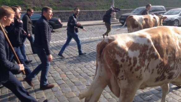 Коровий майдан в центре Киева: фермеры бастуют, Ляшко целует скотину (ФОТО, ВИДЕО) | Русская весна