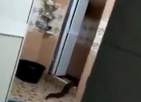 Малайзиец снял двухметрового монстра, выползшего из уборной (ФОТО, ВИДЕО) | Русская весна