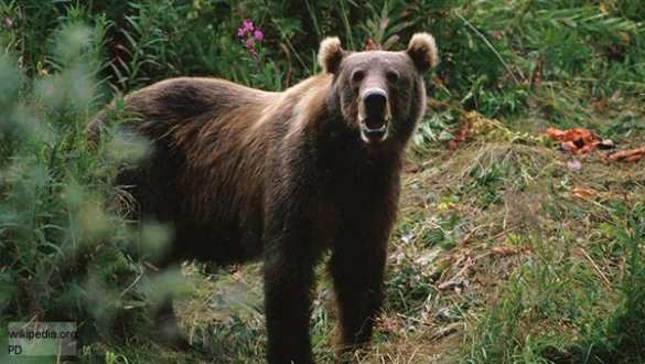 Медведи вернулись в Чернобыль после векового отсутствия | Русская весна
