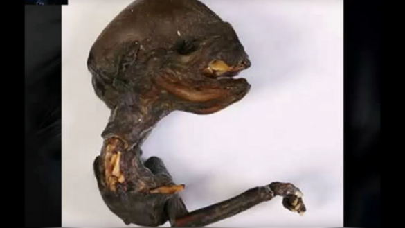 Daily Express: «Мини-чужой» из России поставил ученых в тупик (ВИДЕО) | Русская весна