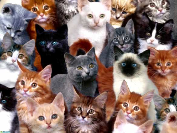 «Пора на котомайдан»: украинцы обсуждают законопроект про учет кошек и собак | Русская весна