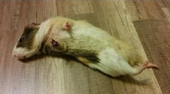 Британские СМИ узнали, как погибли морские свинки и кот Скрипаля | Русская весна