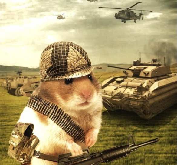 В Госдуме сравнили Украину с ручной морской свинкой | Русская весна