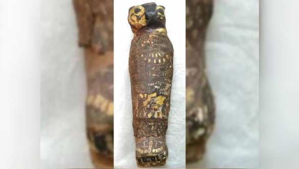 Тайны Египта: учёные изучили знаменитую «мумию сокола» и сделали удивительное открытие (ФОТО, ВИДЕО) | Русская весна