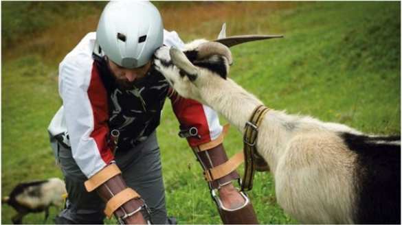 Крысы в трусах и протезы для горных козлов: в США вручили «шнобелевские премии» (ФОТО) | Русская весна