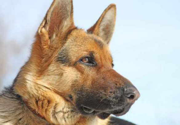 В Мариуполе задержана овчарка — «российский шпион» | Русская весна