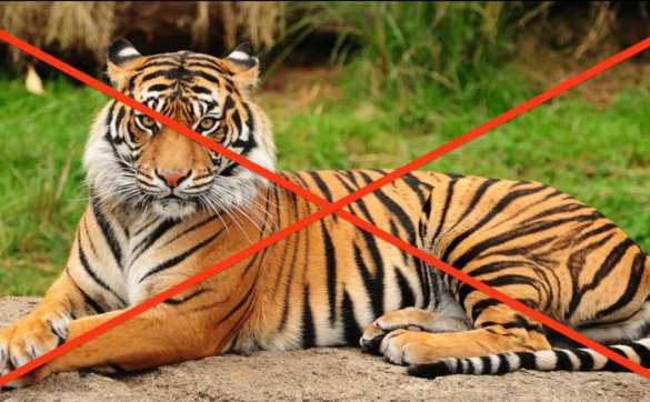 Что делать с непатриотично раскрашенным тигром в киевском зоопарке? (ВИДЕО А. Шария) | Русская весна