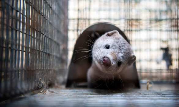 Мутация COVID-19: страна ЕС объявила, что уничтожит 17 млн норок | Русская весна