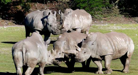 В мире животных: носороги собираются у огромных куч навоза, чтобы узнать последние новости (ФОТО) | Русская весна