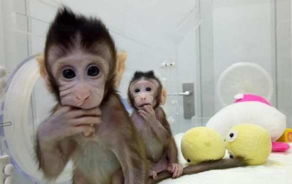 У оспы обезьян может возрасти вирулентность, — Гинцбург | Русская весна