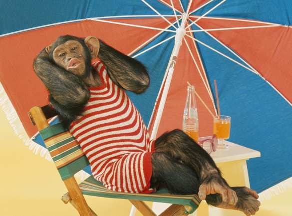 Политикам стоит поучиться у шимпанзе, — учёные | Русская весна