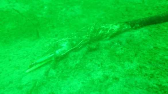 В Арктике повреждён подводный кабель: в США уже на пустом месте обвиняют Россию | Русская весна