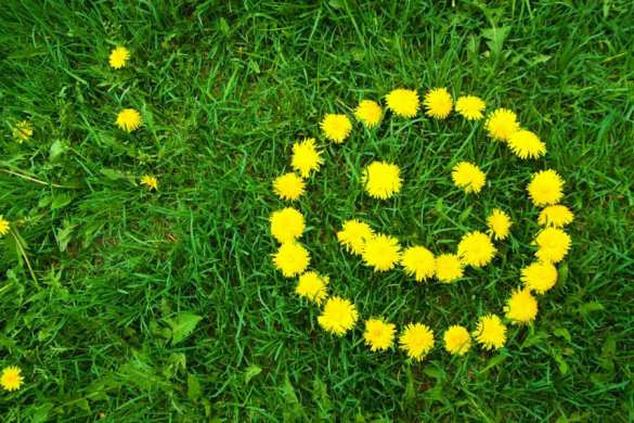 Паника из-за одуванчиков: в Госдуме ответили на информацию о штрафах для дачников | Русская весна