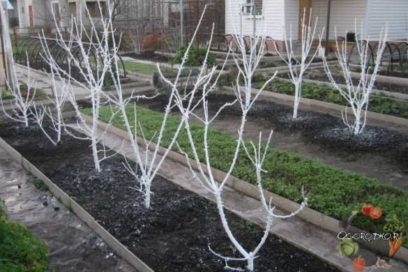 Россиянам запретят зарабатывать на своих дачных участках | Русская весна