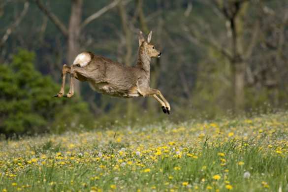 Белорусский волк-пограничник прогнал украинского оленя (ВИДЕО) | Русская весна