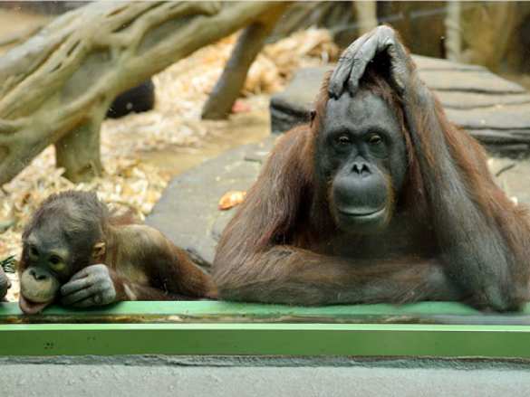 Скандал в зоопарке Киева: начальство ворует, звери голодают | Русская весна