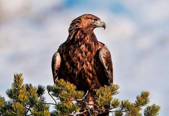 Полицейского поймали на вранье на суде: они убили орлов и хотят посадить спасшего их пенсионера (ВИДЕО) | Русская весна