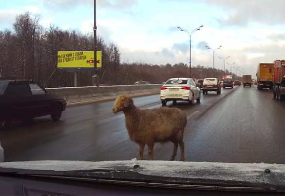 «Баран на МКАДе»: заблудившаяся овца повеселила водителей (ВИДЕО) | Русская весна