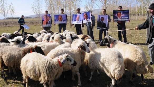 Овцы научились узнавать Обаму на фото (ВИДЕО) | Русская весна