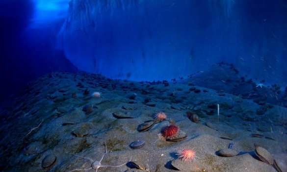 Робот снял подводный мир Антарктики (ВИДЕО) | Русская весна