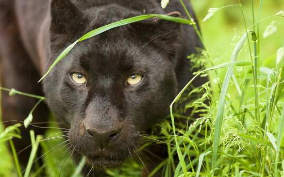Под Москвой пантера загрызла украинца | Русская весна