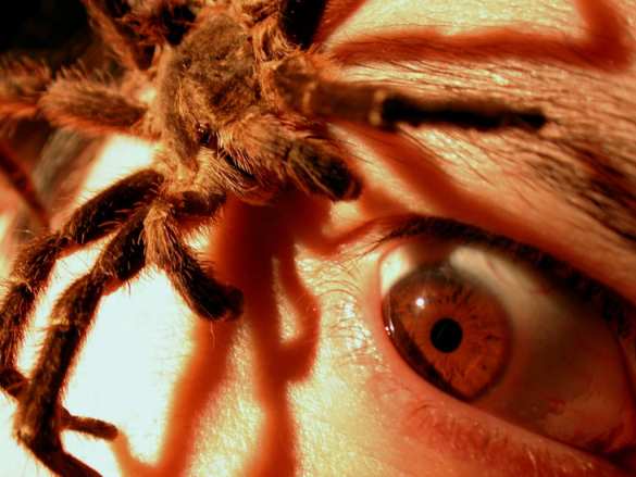 Учёные объяснили природу страха перед пауками и змеями | Русская весна