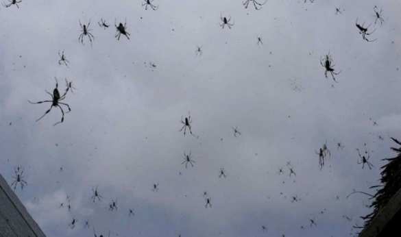 В Бразилии пошел «дождь» из пауков (ВИДЕО) | Русская весна