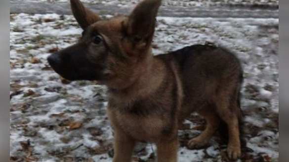 МВД Франции: Подарок России глубоко растрогал французский народ | Русская весна