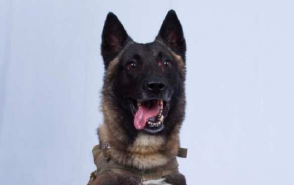 Трамп показал снимок «прекрасного пса», участвовавшего в «ликвидации» главаря ИГИЛ (ФОТО) | Русская весна