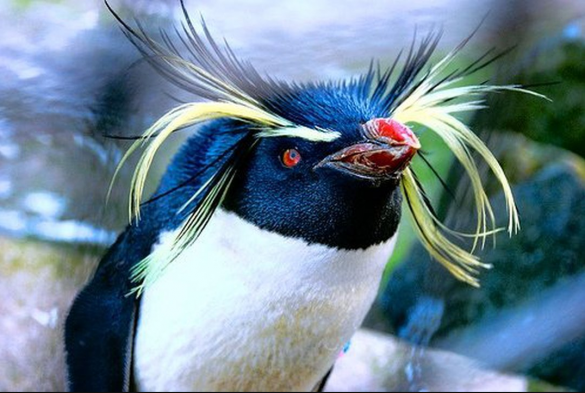 Пингвины Антарктиды являются сторонниками Израиля, — Нетаньяху | Русская весна