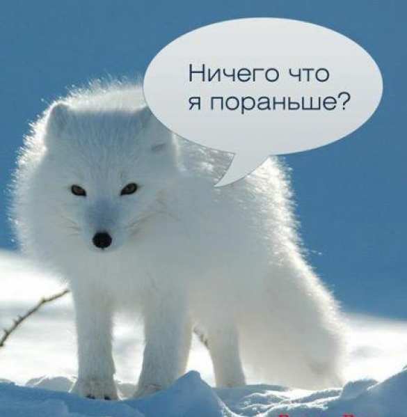 К кому подкрался пушистый зверек? | Русская весна