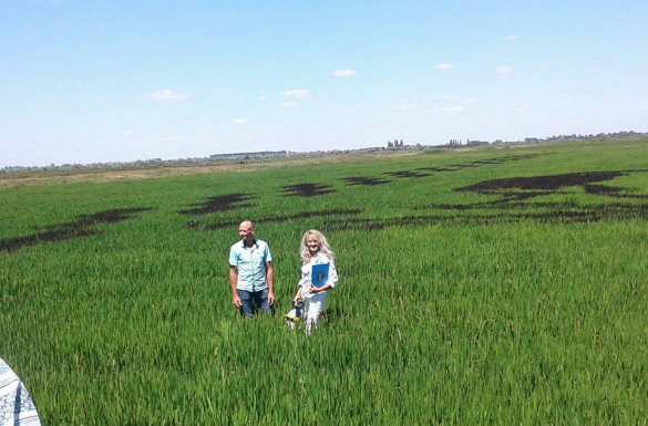 Новый рекорд Украины: гигантский портрет Шевченко из риса (ФОТО) | Русская весна